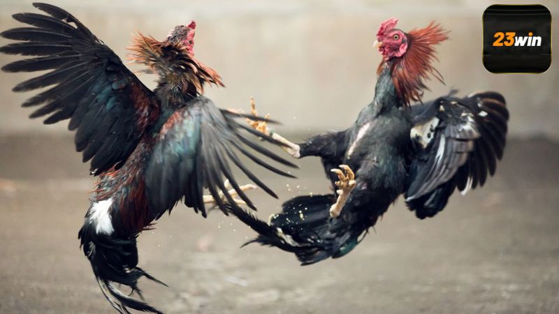 Kỹ Thuật Vần Gà Tre Và Bí Quyết Huấn Luyện Chiến Kê Tăng Cơ Bền Sức